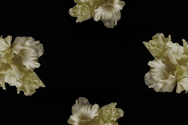 zbliżenie z przetargu mieczyków żółte kwiaty na białym na czarnym tle  - Zdjęcie, obraz