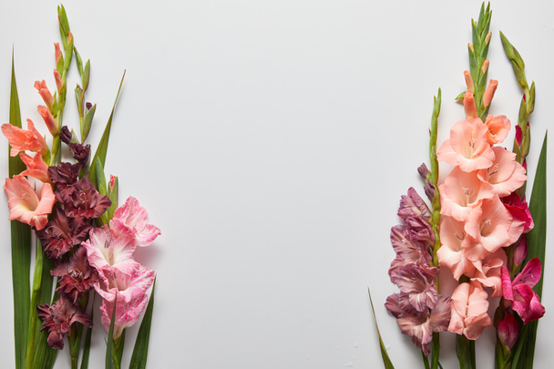 Nahaufnahme von schönen rosa und violetten Gladiolenblüten auf grauem Hintergrund  - Foto, Bild