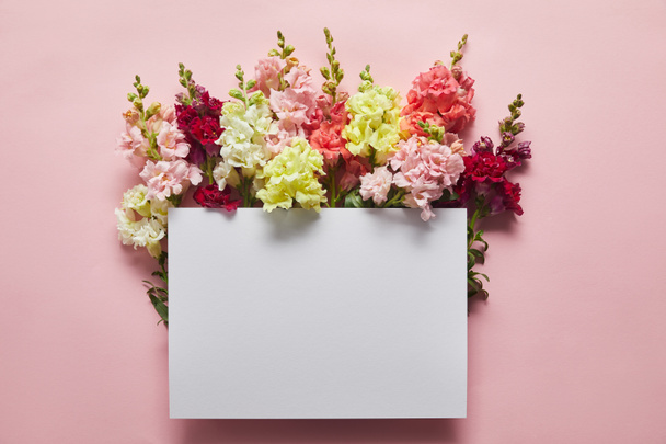 vista superior de belas flores frescas concurso e cartão em branco em rosa
  - Foto, Imagem