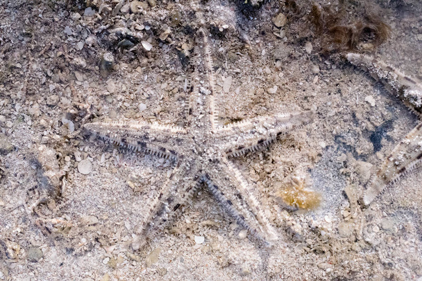 Tengeri csillag a strandon - Fotó, kép