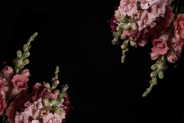 belles fleurs de gladioli décoratives roses isolées sur noir
 - Photo, image