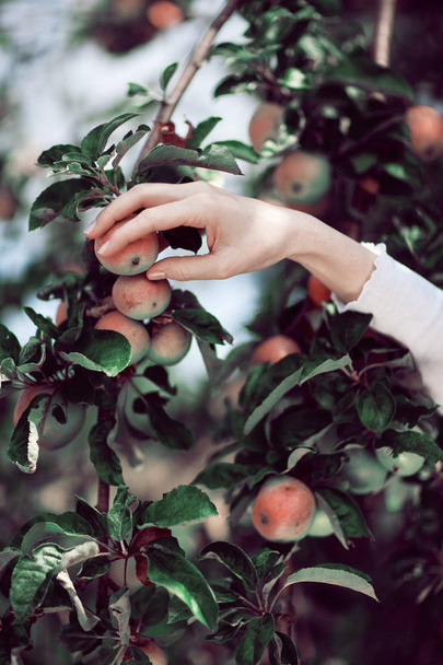 woman's hand picking ripe apples from an apple tree, rural summerly mood, can be used as background - Fotoğraf, Görsel