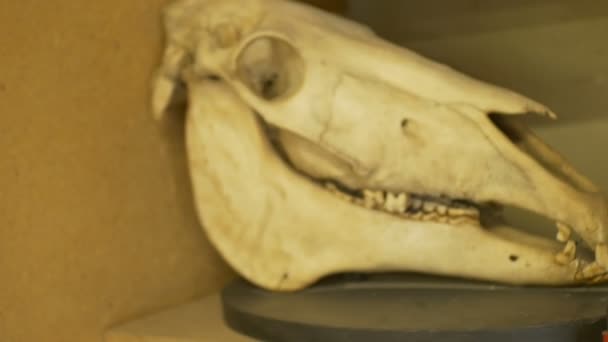 Groot paard schedel op laboratorium voor biologie. - Video
