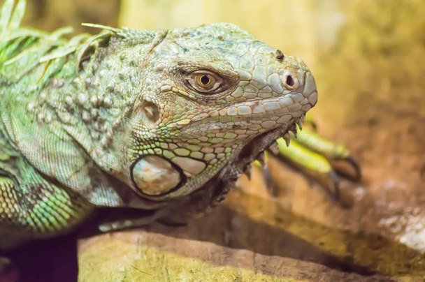vicino alla testa di un'iguana in un parco in Belgio
 - Foto, immagini