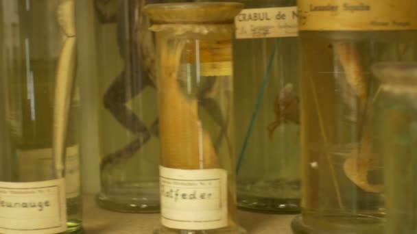 Antikes Biologielabor mit vielen Gläsern im Regal. - Filmmaterial, Video