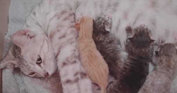 Nahaufnahme Katzenmutter füttert ihr Neugeborenes mit vier süßen Kätzchen - Filmmaterial, Video