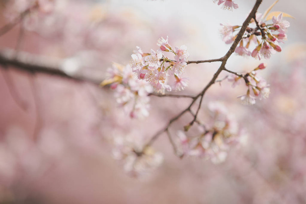 Flores de flor de cerezo, flores de sakura en estilo vintage de fondo rosa
 - Foto, imagen