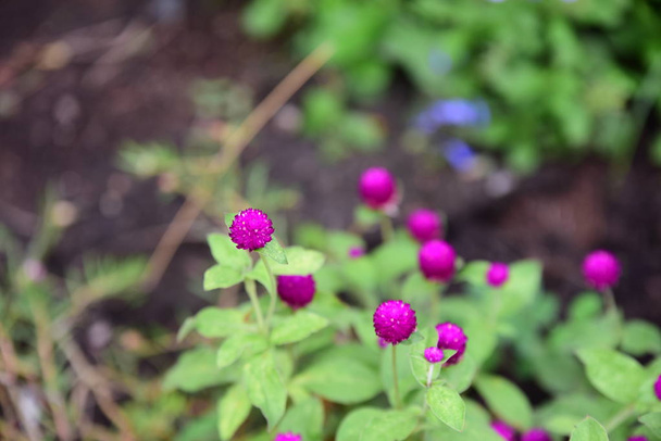 gruppo di fiori rosa e api in giardino.Bellissimi fiori viola con rami e foglie verdi.Fiori colorati in natura
. - Foto, immagini