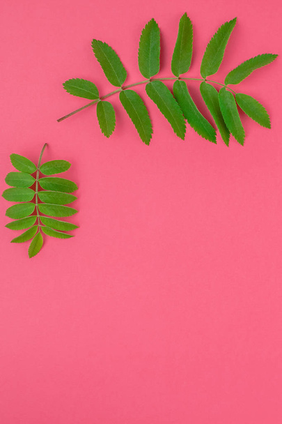 Creative flat lay top view pattern with fresh green rowan tree leaves on bright pink background with copy space in minimal duotone pop art style, frame template for text - Photo, Image