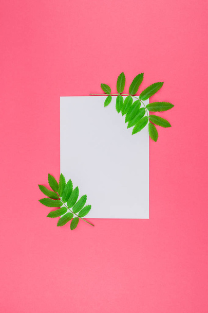 Creative flat lay top view white letter mock up with fresh green rowan tree leaves on bright pink background with copy space in minimal duotone pop art style, template for text - Photo, Image
