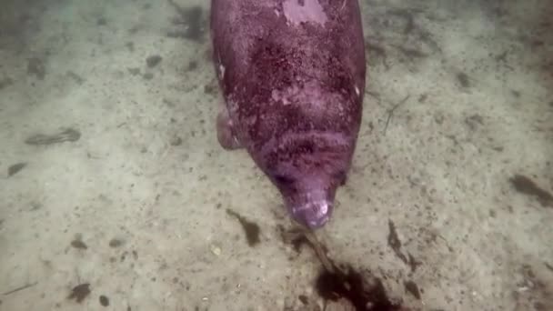 Sea cow manatee underwater in Crystal River. - Video