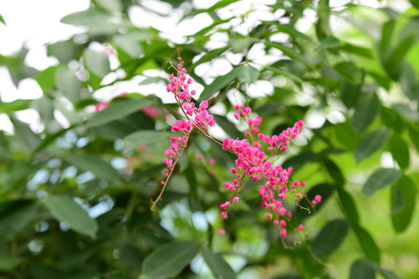 group of pink flowers and bee in the garden.Beautiful violet flowers With branches and green leaves.Colorful flowers in nature. - Photo, Image