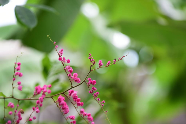 Gruppe von rosa Blumen und Bienen im Garten. Schöne violette Blumen mit Zweigen und grünen Blättern. Bunte Blumen in der Natur. - Foto, Bild