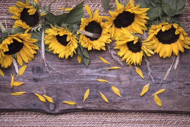 sunflowers lying on rustic wooden background - Foto, Imagen