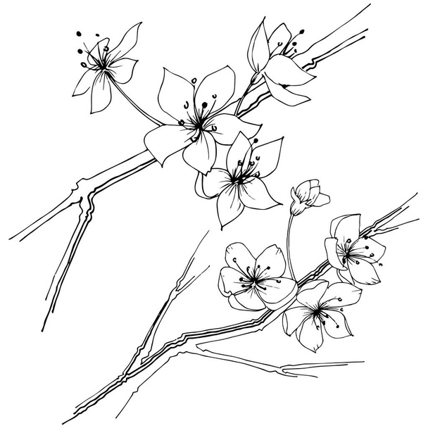 Wildflower sakura kwiat kwiat w stylu wektor na białym tle. Pełna nazwa zakładu: Sakura bloom. Wildflower wektor tle, tekstura, wzór otoki, ramki lub granicy. - Wektor, obraz