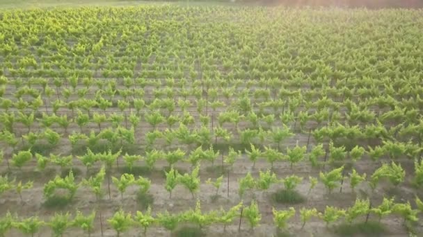 Съемка заката с виноградника в Провансе, на юге Франции, с виноградными лозами, деревьями и проселочными дорогами, снятыми с беспилотника DJI Mavic Pro
. - Кадры, видео