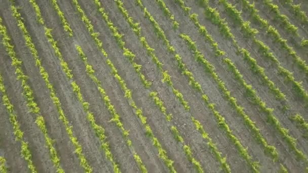 Захід сонця повітряних кадри виноградник в Провансі, на півдні Франції показ виноградні лози, дерев і задній доріг вистрілив у Джі Mavic Pro drone. - Кадри, відео