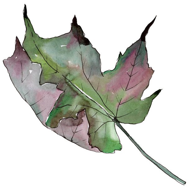 Φύλλα ακουαρέλας σφενδάμι πράσινο και κόκκινο. Φύλλο φυτού Βοτανικός Κήπος floral φύλλωμα. Απομονωμένη εικονογράφηση στοιχείο. Φύλλα ακουαρέλας για φόντο, υφή, μοτίβο περιτύλιγμα, πλαίσιο ή στα σύνορα. - Φωτογραφία, εικόνα