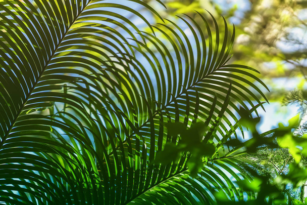 View of a sub tropical date palm tree branches with natural light. Abstract texture, natural exotic jungle green background. Natural pattern - Fotoğraf, Görsel