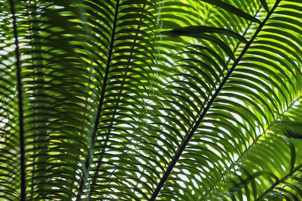 Tropical date palm tree branches close-up with natural light. Abstract texture, natural exotic jungle green background. Natural pattern - Fotoğraf, Görsel