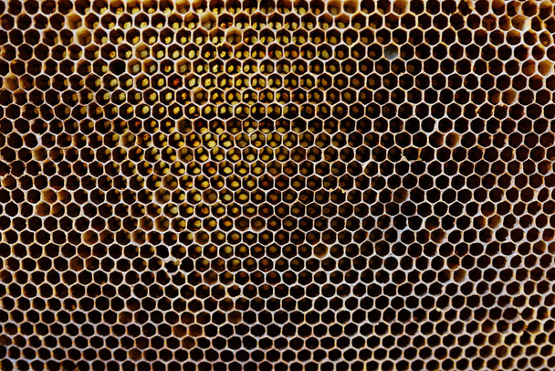 Фоновая текстура и рисунок части восковой соты из пчелиного улья, наполненного золотым медом в полном кадре. - Фото, изображение