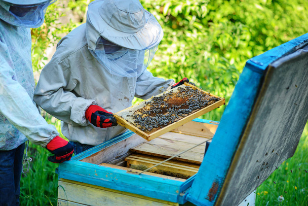 Δύο μελισσοκόμοι λειτουργούν σε ένα μελισσοκομείο. Το καλοκαίρι. - Φωτογραφία, εικόνα