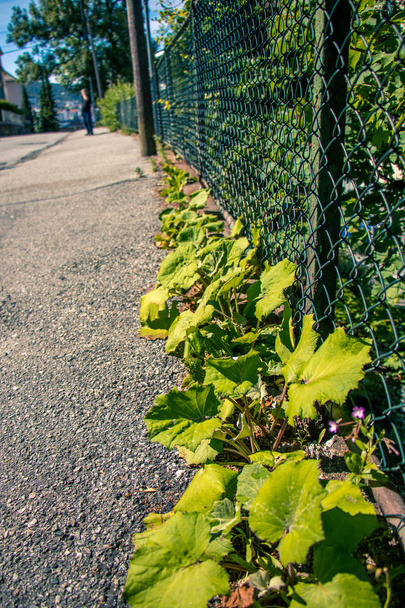 Plantas crescem em uma passarela de asfalto na cidade, como um conceito de vida sempre vai encontrar um caminho
 - Foto, Imagem