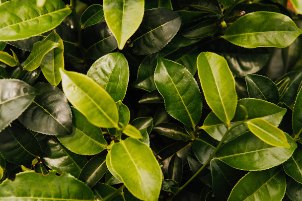 Groene thee bud en verse bladeren. Theeplantages. Close-up van groene achtergrond - Foto, afbeelding