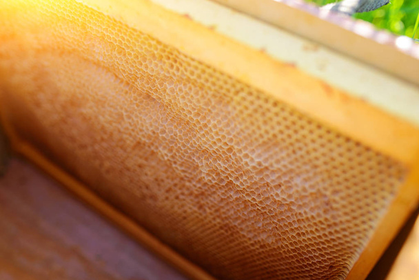 Textura de fondo y patrón de una sección de panal de cera de una colmena de abejas llena de miel dorada en una vista de marco completo. - Foto, imagen