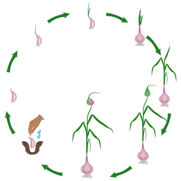 Ciclo de vida de una planta de ajo sobre un fondo blanco
. - Vector, imagen