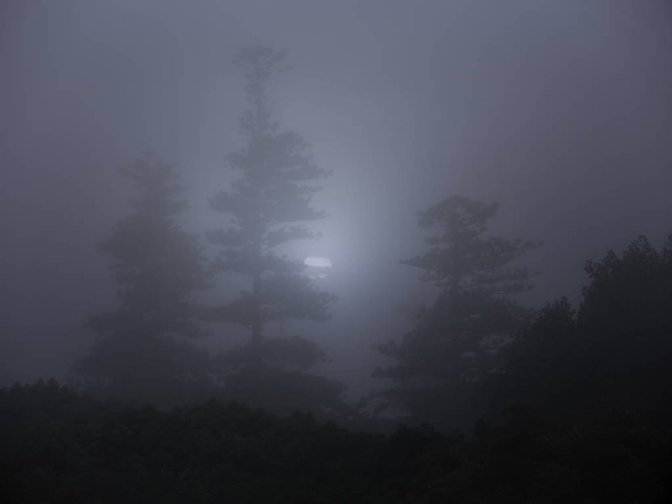 Floresta em uma noite de lua cheia nebulosa
 - Foto, Imagem