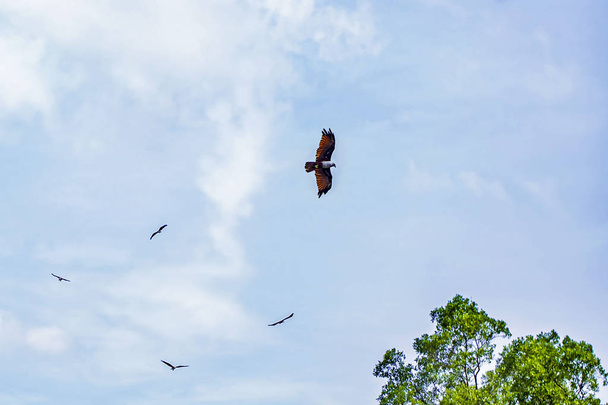 Red Hawk dans la mer à Chanthaburi province, Thaïlande
 - Photo, image