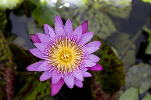 фиолетовый цветок лотоса с каплей воды
  - Фото, изображение
