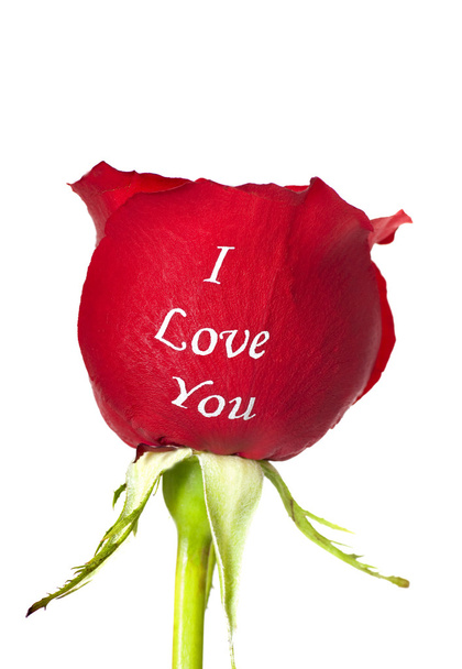 rote Rose mit aufgedrucktem i love you - Foto, Bild