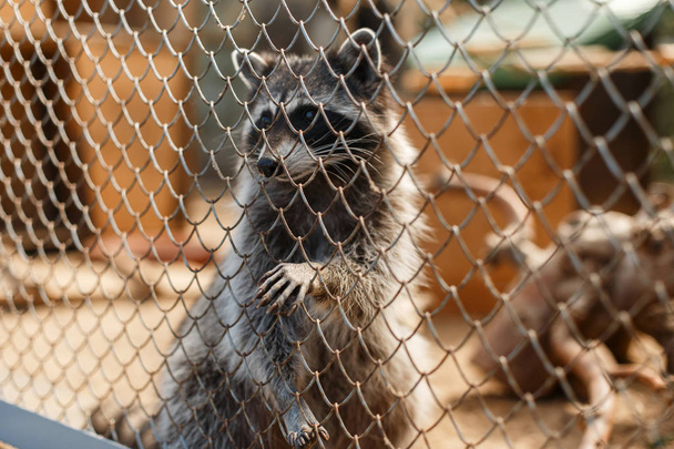 sad raccoon sits behind the bars in the zoo and pulled out a paw - Photo, Image