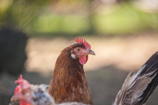 Free range chicken on a farm - Foto, immagini