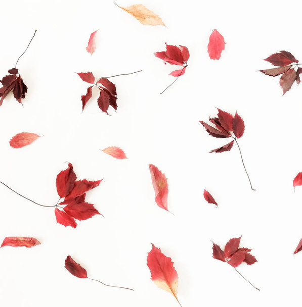 Autumn composition background. Pattern made of autumn tree leaves on white background. Top view.  Flat lay - Fotografie, Obrázek