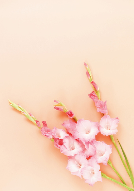 Blumen Hintergrund. Strauß blassrosa Gladiolen auf beigem Hintergrund. Muster von Gladiolen, Urlaubsgrußkarte. flache Lage, Draufsicht. Blumen Hintergrund. Rahmen aus Blumen. Kopierraum - Foto, Bild