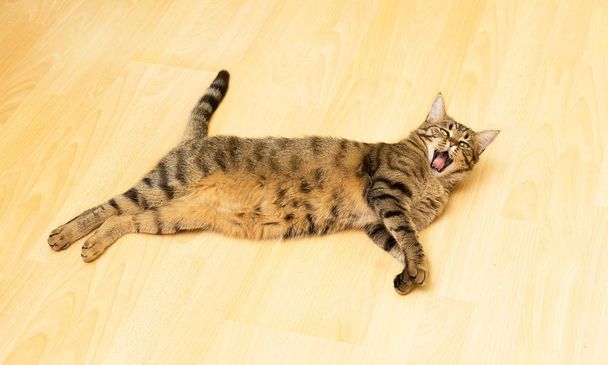 Χασμουρητό ριγέ γάτα ξαπλωμένη στο πάτωμα - Φωτογραφία, εικόνα
