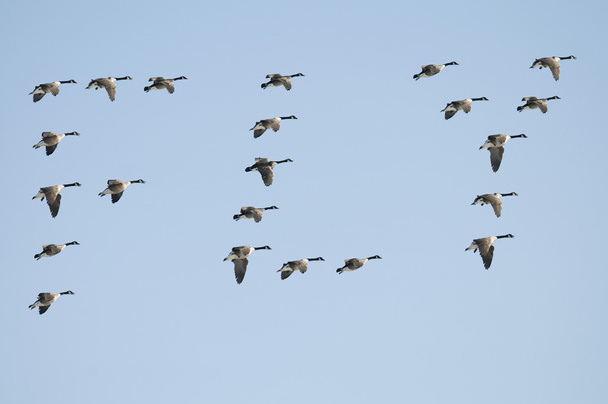 Geese Spell Fly - Photo, Image