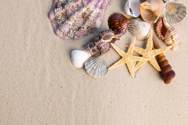 Sea shells with sand as background - Valokuva, kuva
