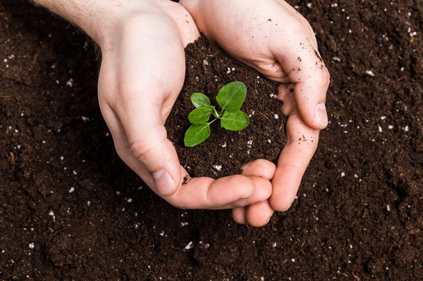Hands holding sapling in soil surface - Foto, immagini