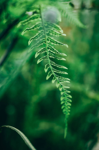 Beautiful fern leaves with selective focus. - Zdjęcie, obraz