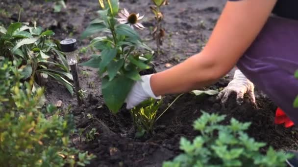 Egy nő ültetés a kert szoros lövés - Felvétel, videó