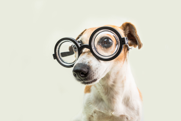 έξυπνος σκύλος χαριτωμένο Τζακ Ράσελ τεριέ σε ποτήρια. υπέροχο nerd κατοικίδιο. πίσω στο σχολείο θέμα - Φωτογραφία, εικόνα