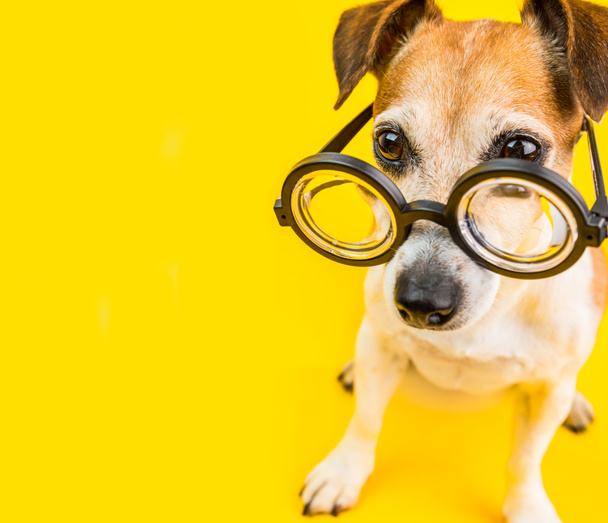 aranyos vicces kutya a szemüveg. Sárga háttéren. Vissza az iskolába. négyzet alakú összetétele - Fotó, kép