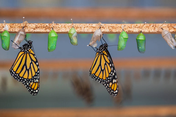 Hanging butterflies and cocoons in butterfly conservatory. Pupation of butterfly. - Photo, Image