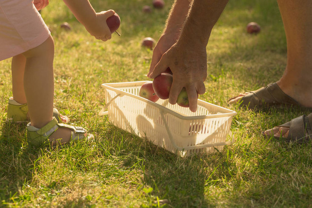 Linda niña recoger la manzana en el jardín con su abuelo y ponerlos a la cesta
. - Foto, Imagen