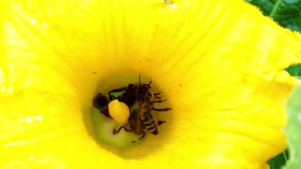 Bloem van courgette met bijen. Bestuiving van de bloemen.   - Video