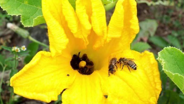 Λουλούδι από κολοκυθάκια με τις μέλισσες. Επικονίαση των λουλουδιών. Καλλιέργεια κολοκυθάκια στον λαχανόκηπο. - Πλάνα, βίντεο